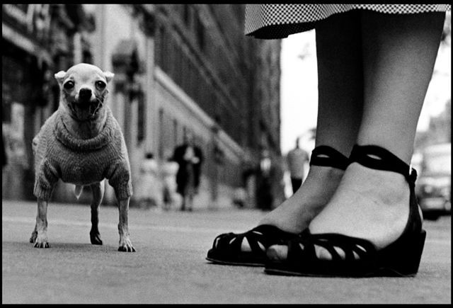 Elliott Erwitt - Retrospective Elliott Erwitt - Retrospective