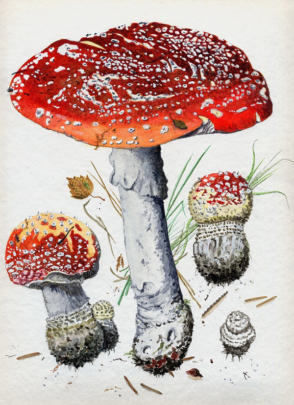 I funghi: una passione da raccogliere, da mangiare e da ...dipingere! I funghi: una passione da raccogliere, da mangiare e da ...dipingere!